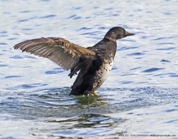 Common Scoter