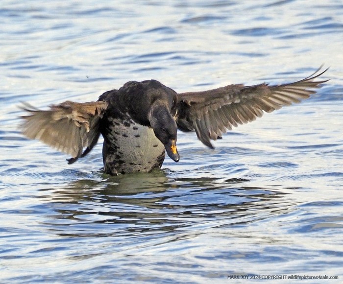 Common Scoter