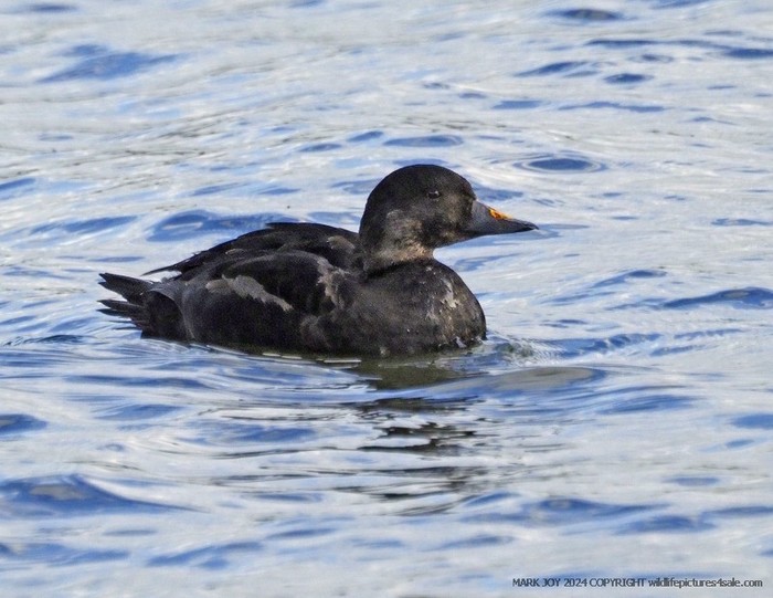 Common Scoter