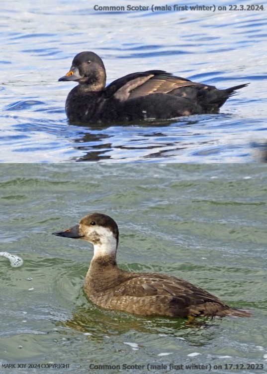 Common Scoter