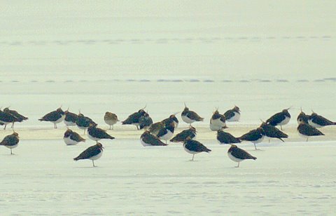 Golden Plover