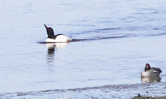 Goosander