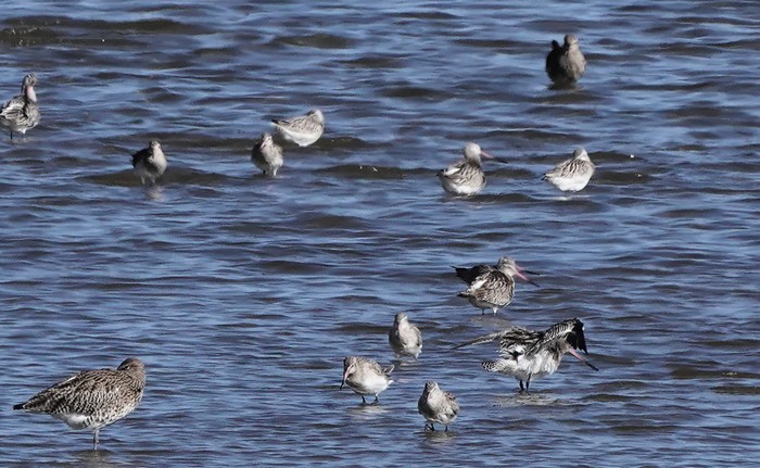 Bar-tailed Godwit