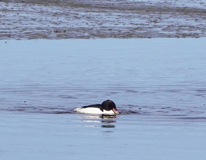 Goosander