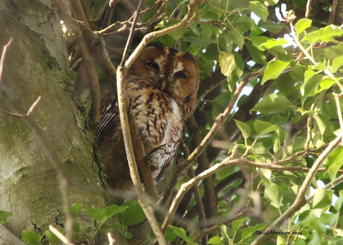Tawny Owl 