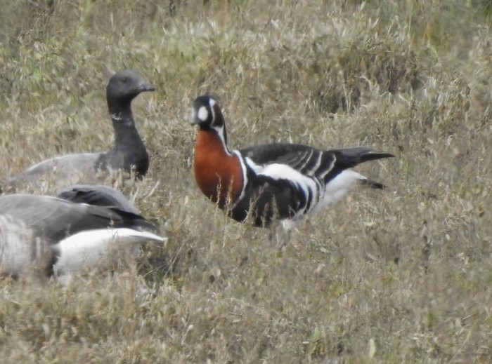 Red-breasted Goose