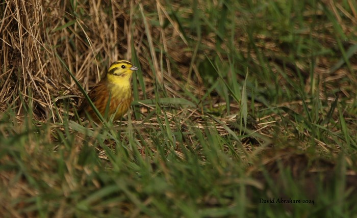 Yellowhammer 