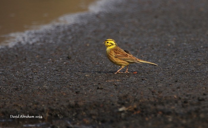Yellowhammer 