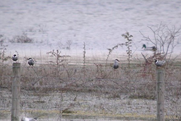 Whiskered Tern