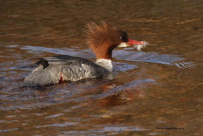 Goosander