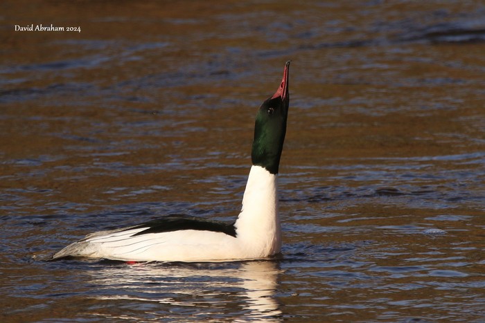 Goosander