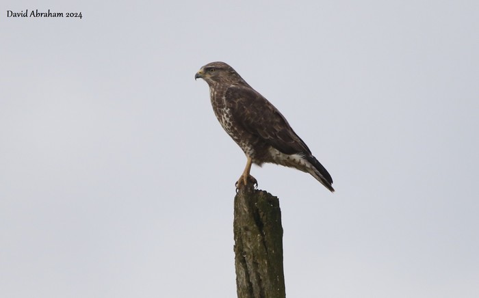 Buzzard