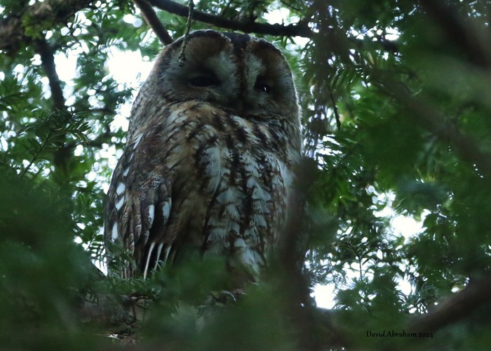 Tawny Owl 