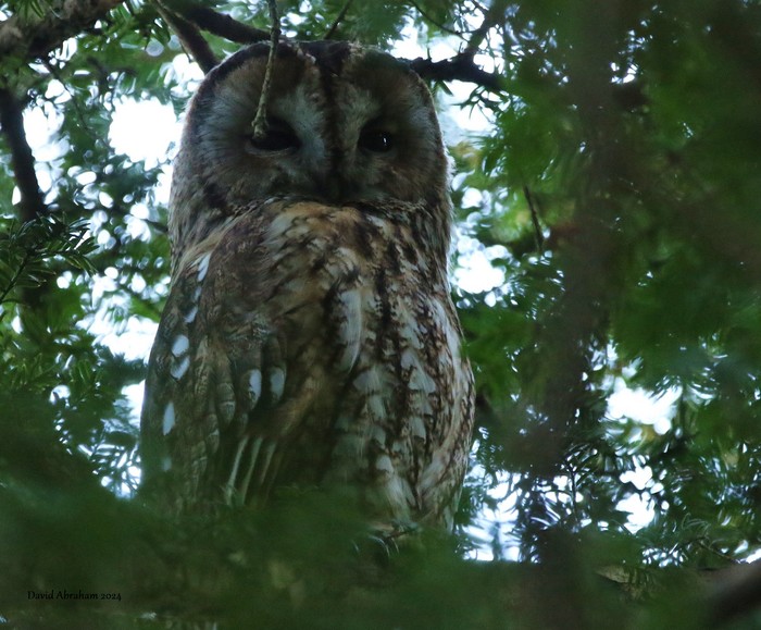 Tawny Owl 