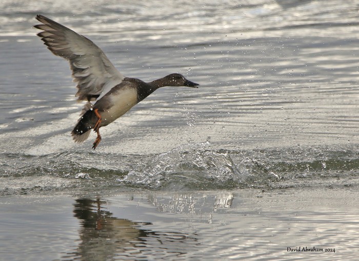 Gadwall 