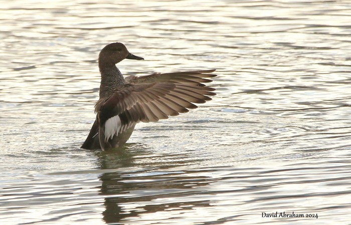 Gadwall 