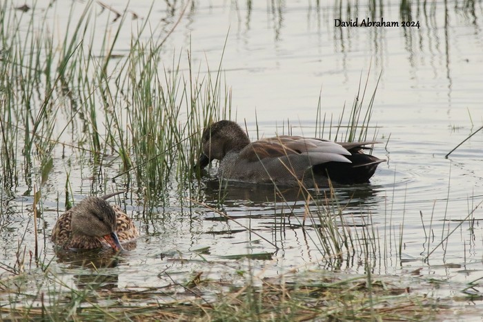 Gadwall 