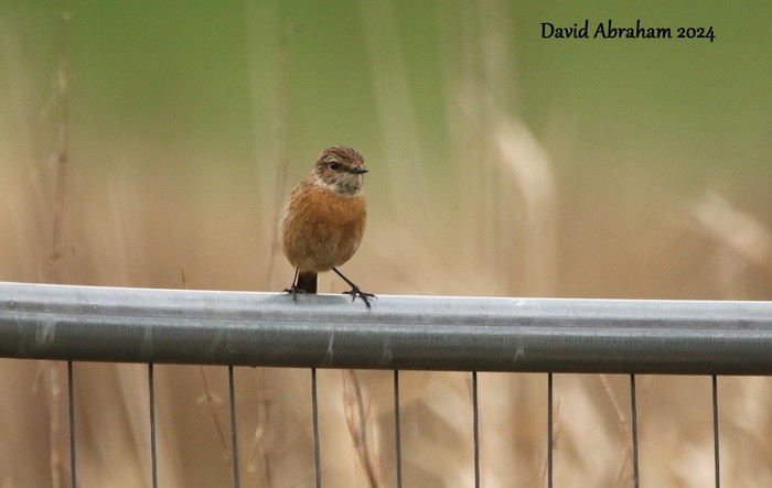 Stonechat 