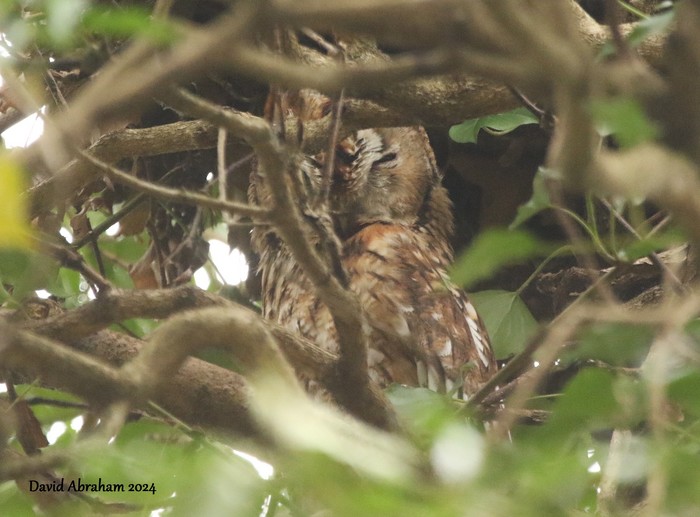 Tawny Owl 