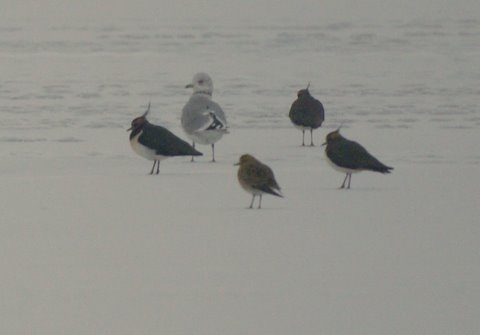 Golden Plover