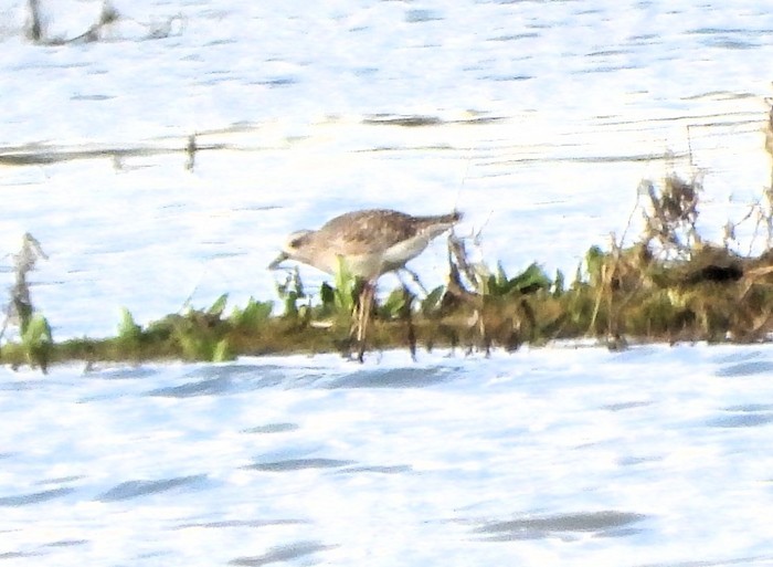 grey plover