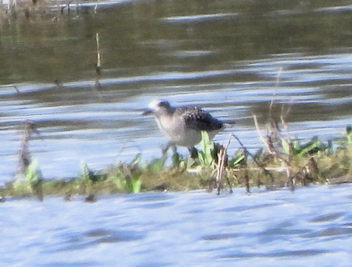 grey plover