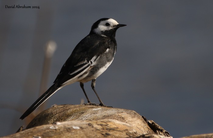 Pied Wagtail 