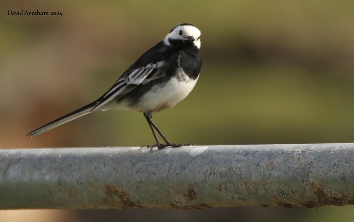 Pied Wagtail 