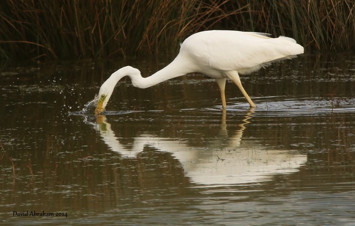 Great White Egret