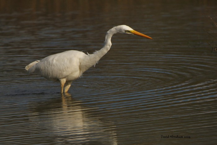 Great White Egret 