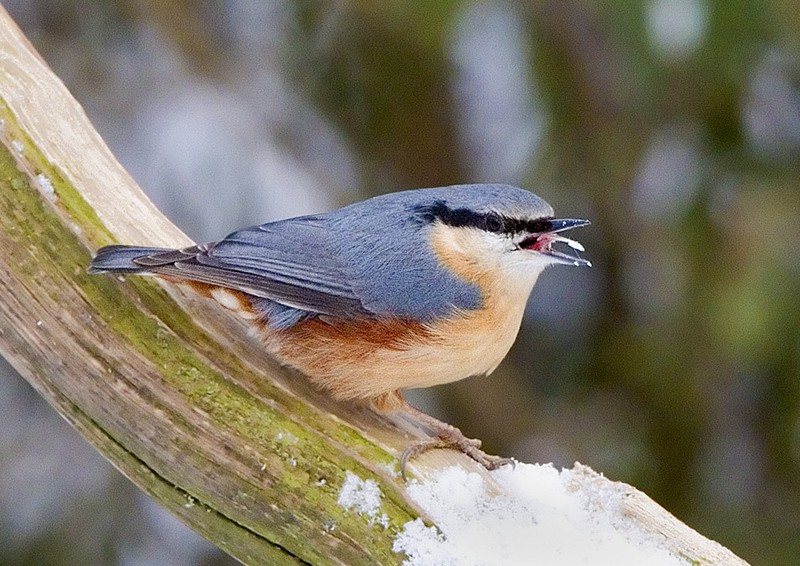 Nuthatch