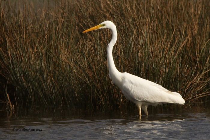Great White Egret 