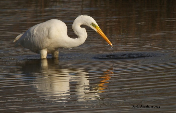 Great White Egret 