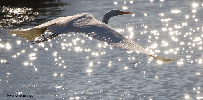 Great White Egret 