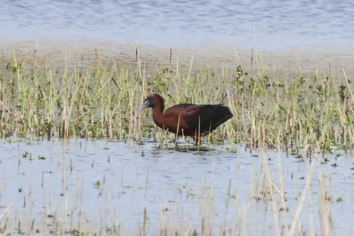 Glossy Ibis