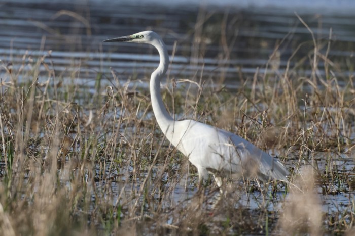 Great White Egret