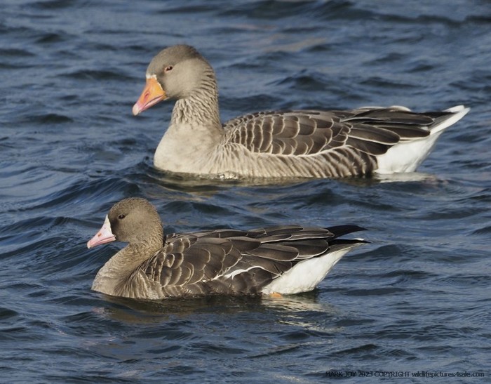 Russian White-fronted Goose
