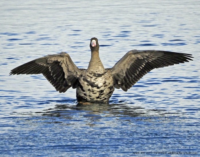 Russian White-fronted Goose