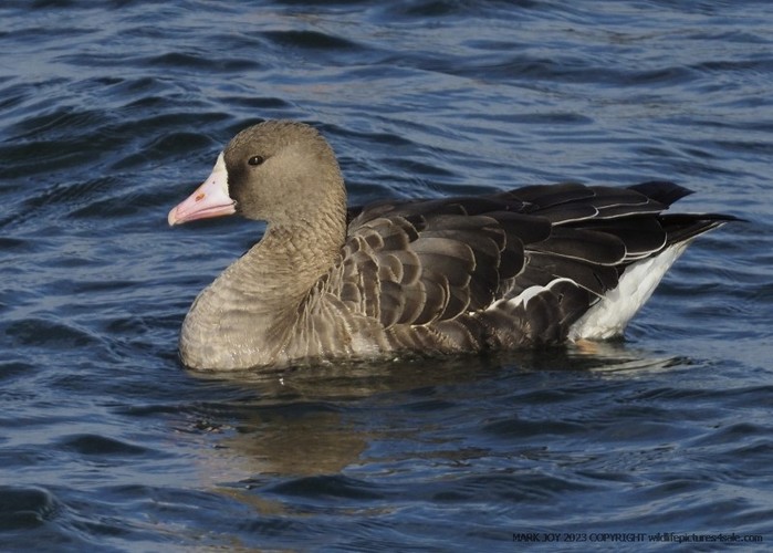 Russian White-fronted Goose