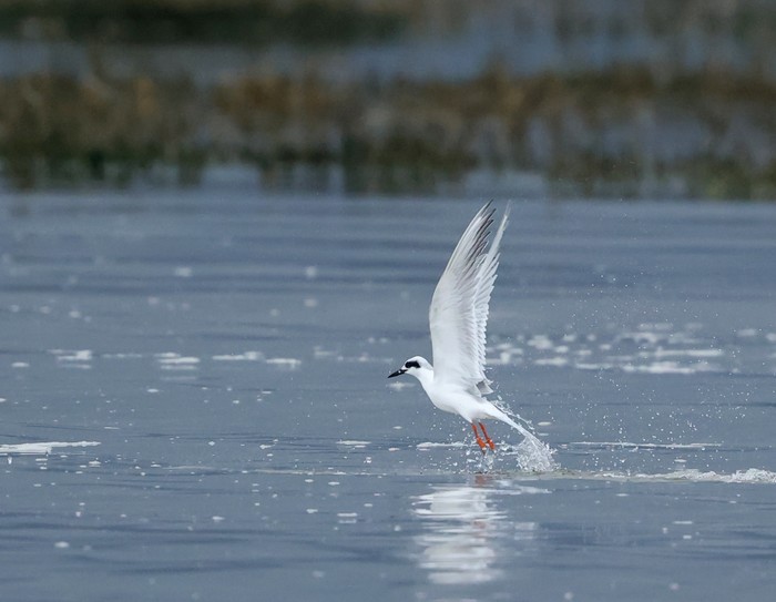 Forster's Tern