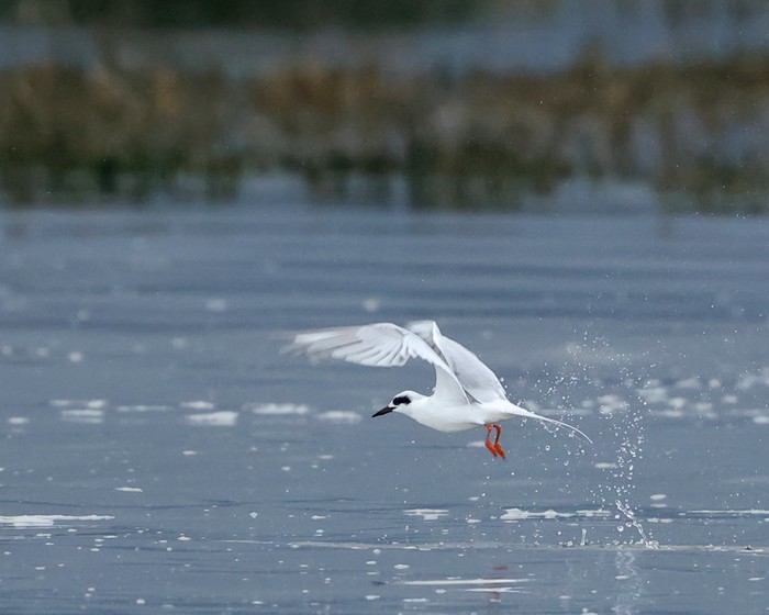 Forster's Tern