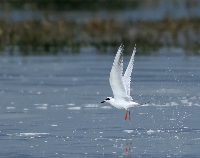 Forster's Tern