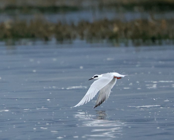 Forster's Tern