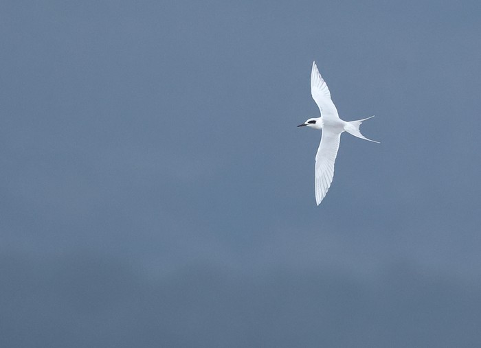 Forster's Tern
