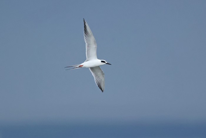 Forster's Tern
