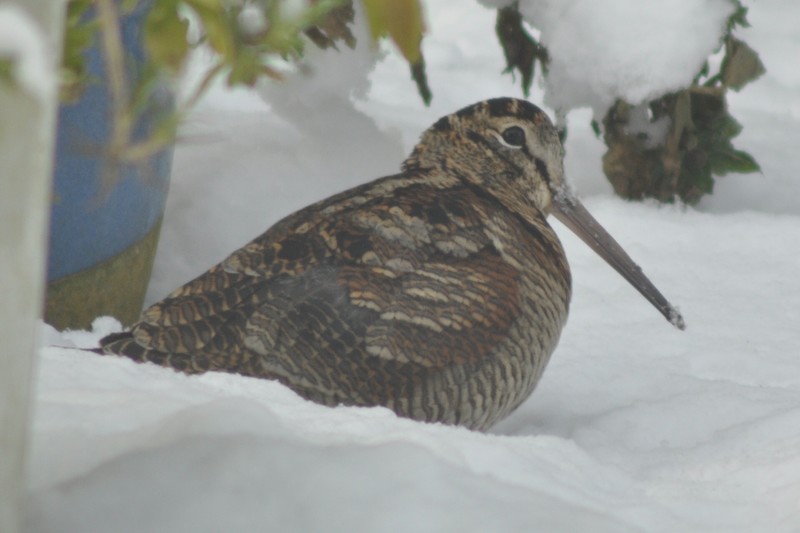 woodcock