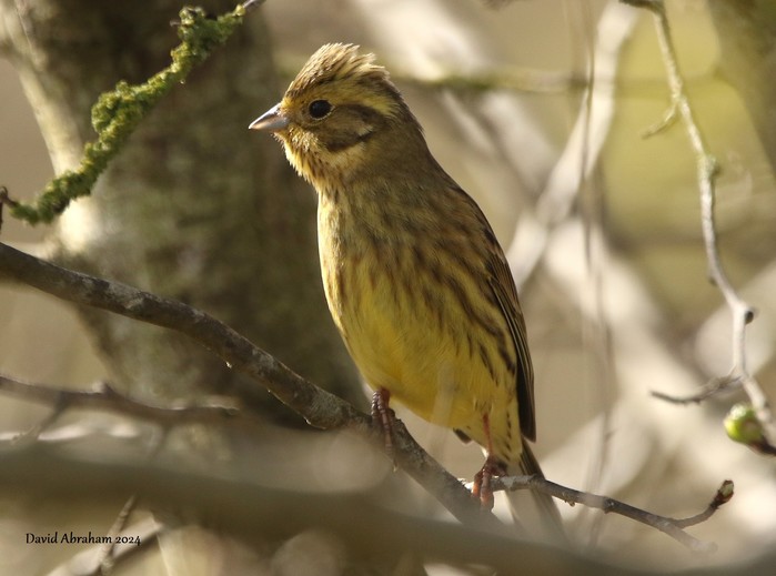 Yellowhammer 