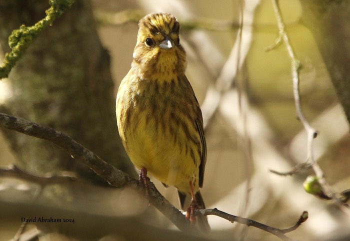 Yellowhammer 
