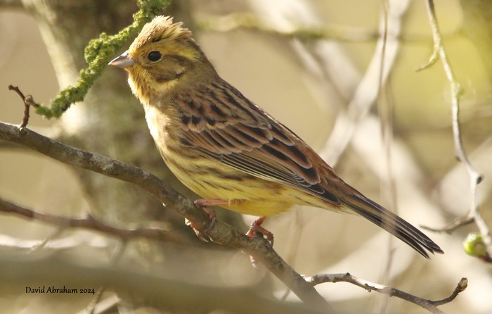 Yellowhammer 