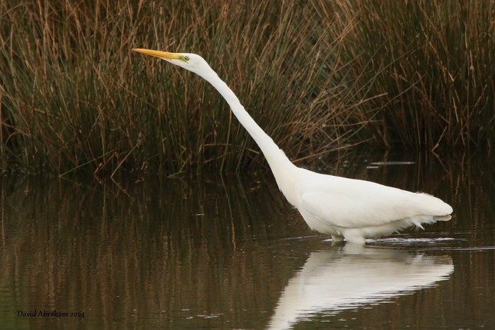 Great White Egret 